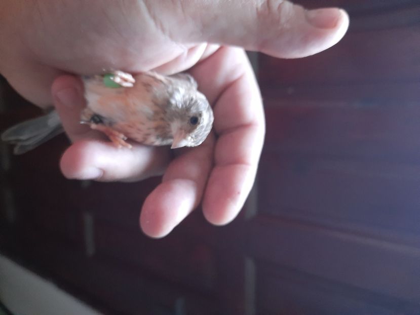  - Pui hibrizi scatiu africa 2022