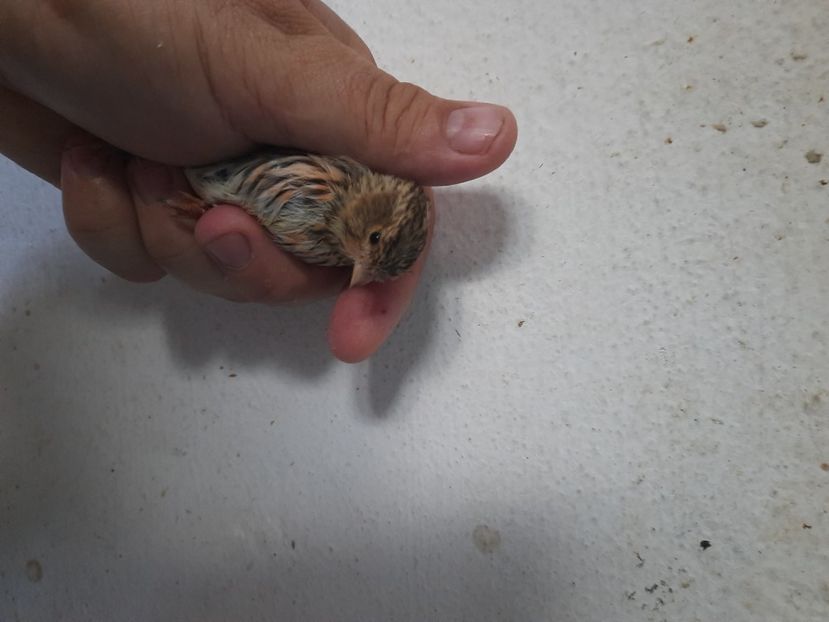  - Pui hibrizi canarusi 2022