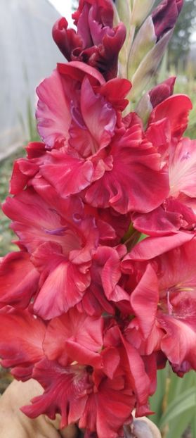  - Gladiole 2022