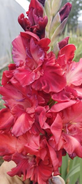  - Gladiole 2022