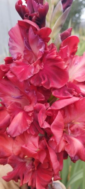  - Gladiole 2022