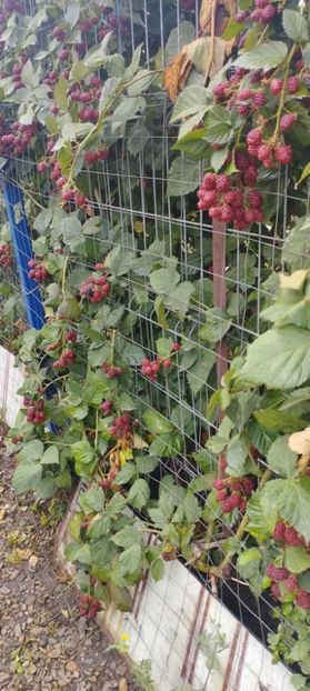  - Legume 2022