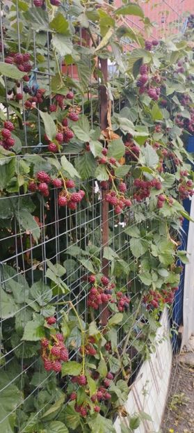  - Legume 2022