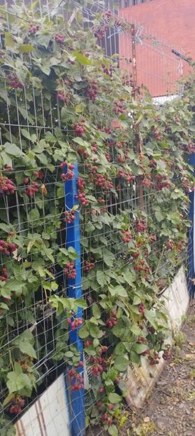  - Legume 2022