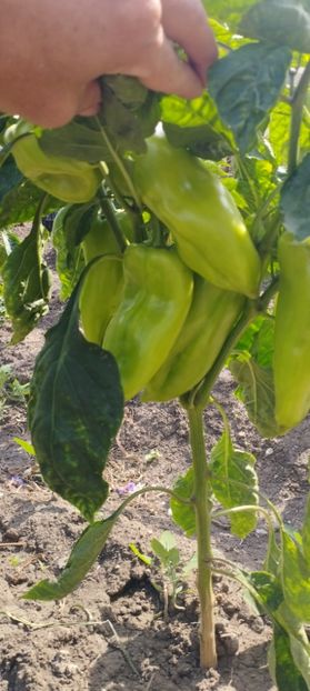  - Legume 2022