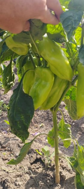  - Legume 2022