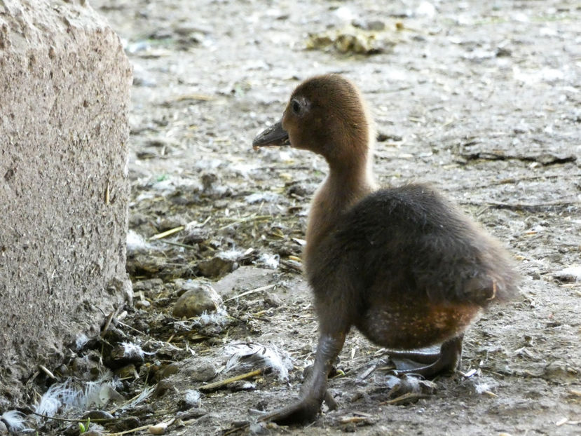 P1080562 - Ratuste Mute 2022