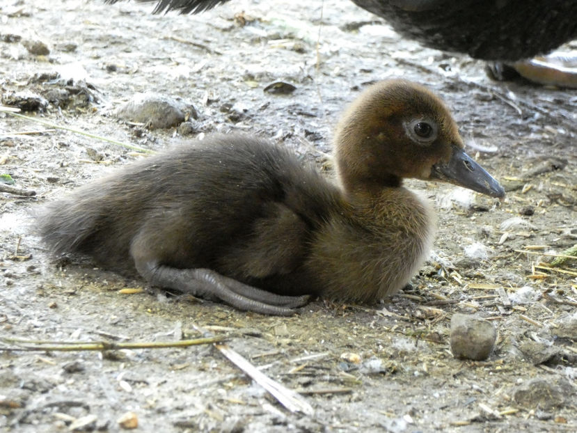 P1080564 - Ratuste Mute 2022