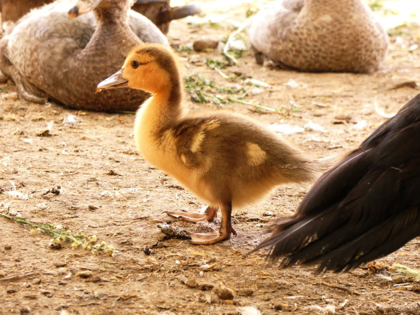 P1080565 - Ratuste Mute 2022