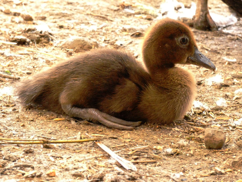 P1080567 - Ratuste Mute 2022