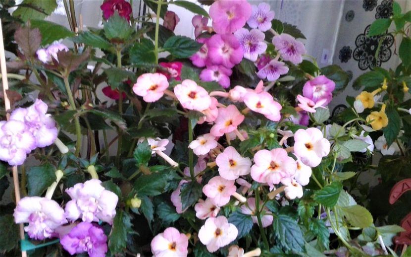  - Foarte multe varietatii inca nu au inflorit