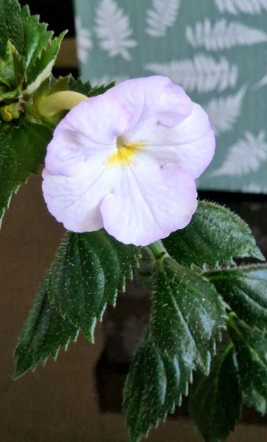  - Humberto Vitorino R