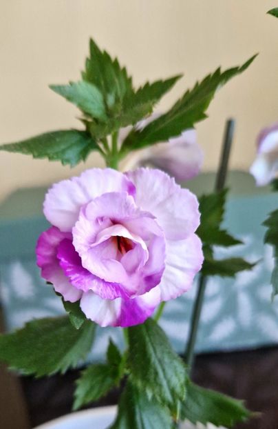 Queen of Lace - Achimenes 2022 2023