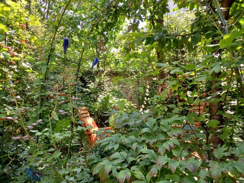 20.08.2022 - Grădina 2022 continuare 3