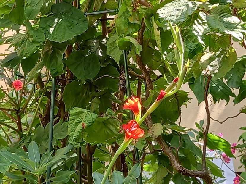 Gladiole - Grădina 2022 continuare 3