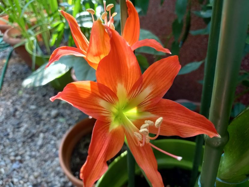 Amarilis - Grădina 2022 continuare 3