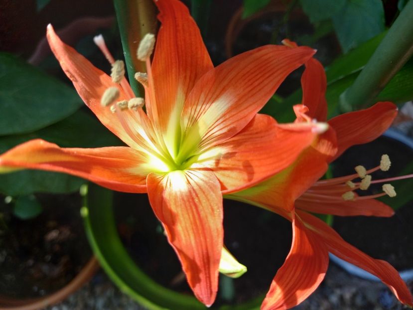  - Grădina 2022 continuare 3