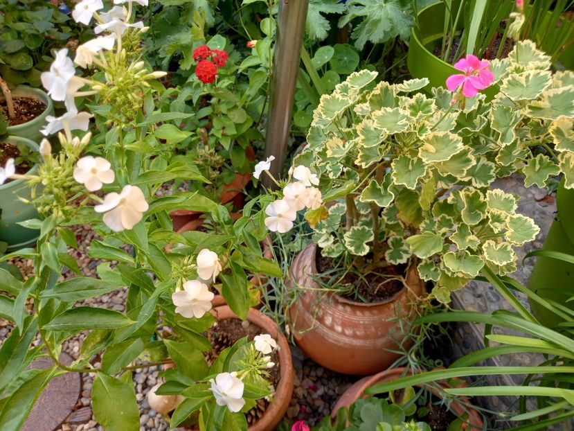  - Grădina 2022 continuare 3