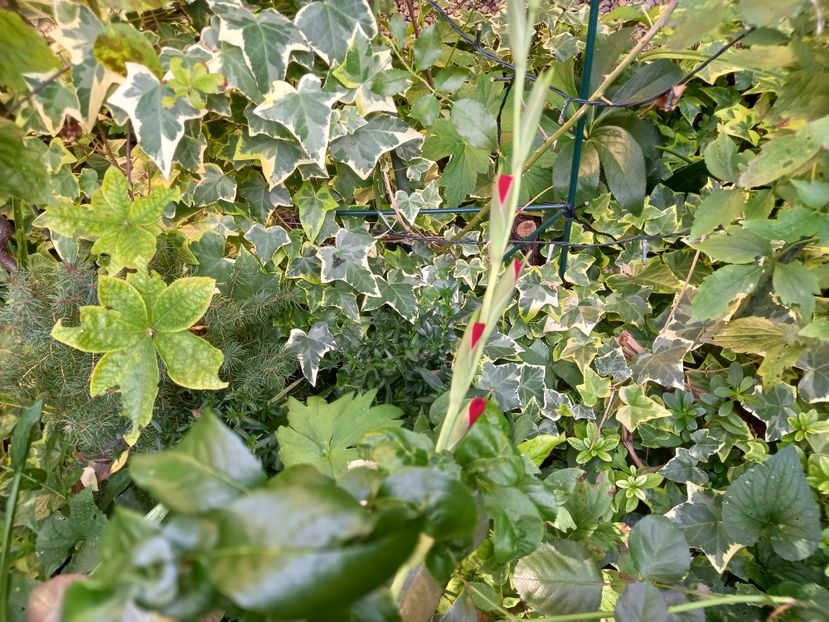  - Grădina 2022 continuare 3