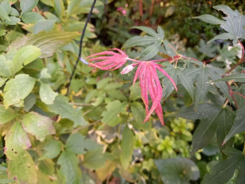 Acer Osakazuki - Grădina 2022 continuare 3