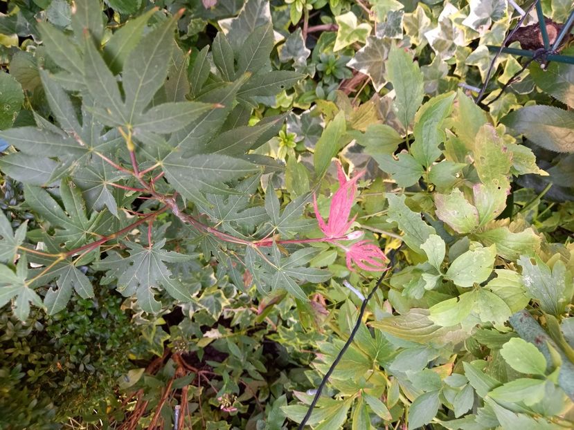  - Grădina 2022 continuare 3