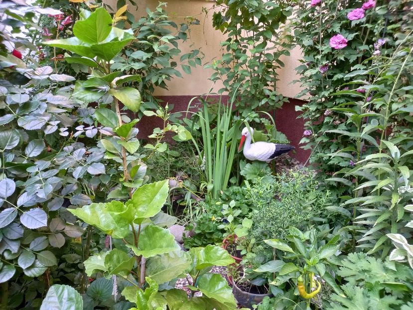  - Grădina 2022 continuare 3