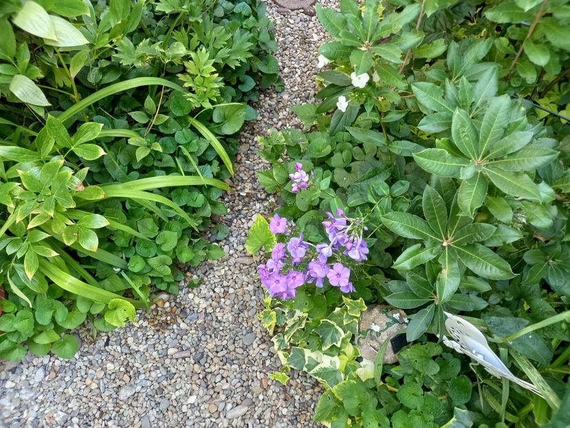  - Grădina 2022 continuare 3