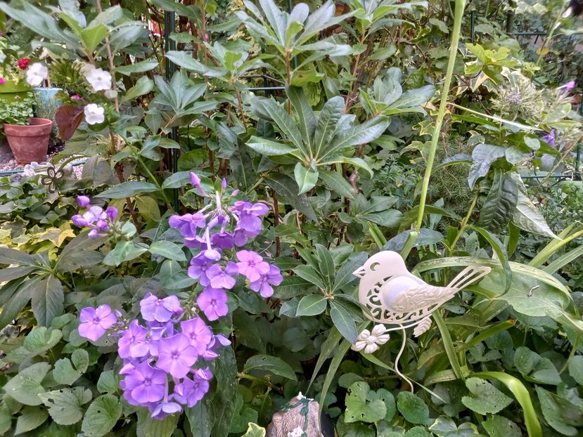 Phlox paniculata "Blue Paradise" - Grădina 2022 continuare 3