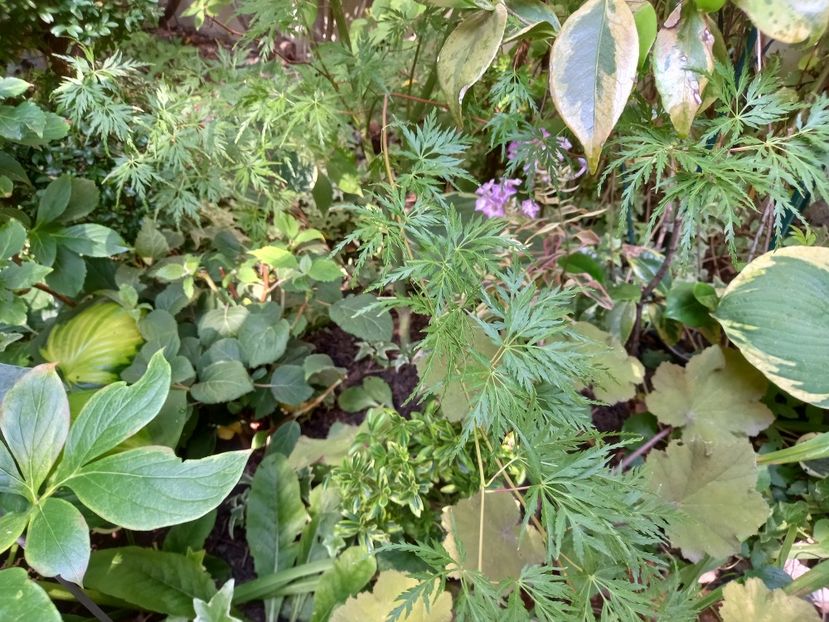 Hydrangea arborescens "BellaRagazza Movette" și phlox "Olympus " - Grădina 2022 continuare 3