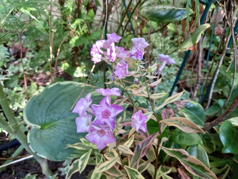  - Grădina 2022 continuare 3