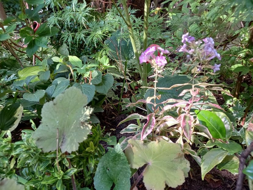  - Grădina 2022 continuare 3