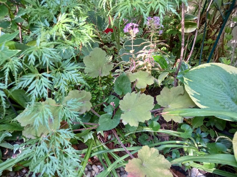  - Grădina 2022 continuare 3