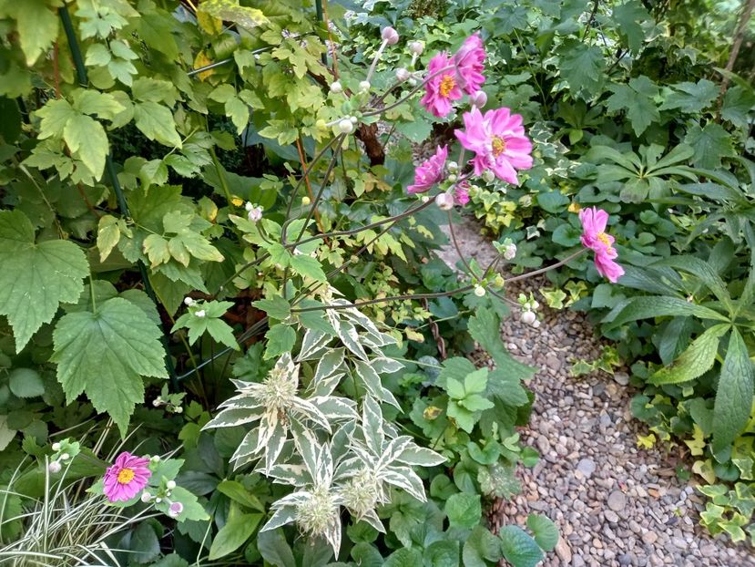  - Grădina 2022 continuare 3