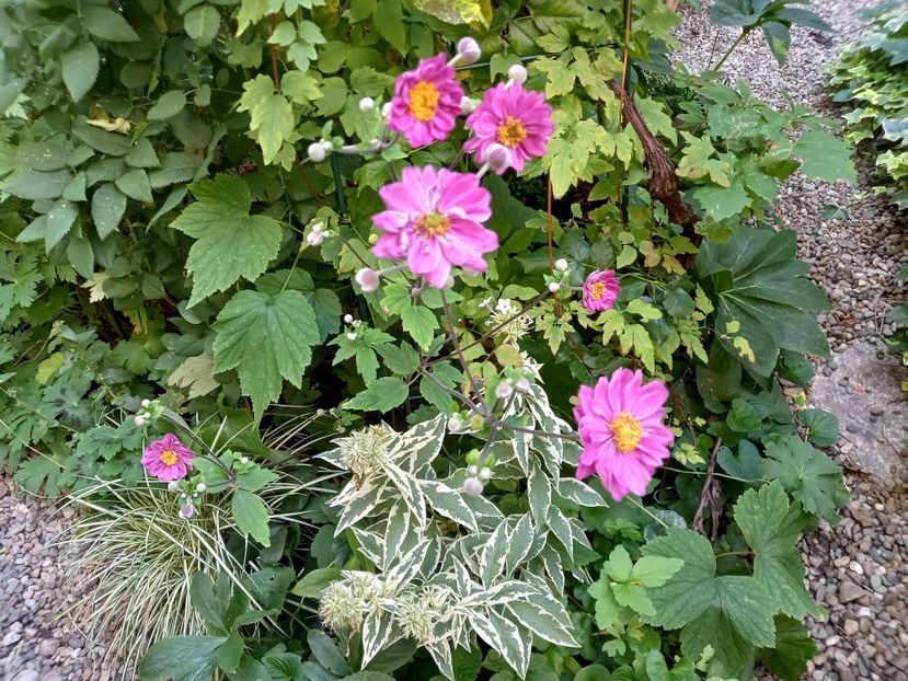  - Grădina 2022 continuare 3