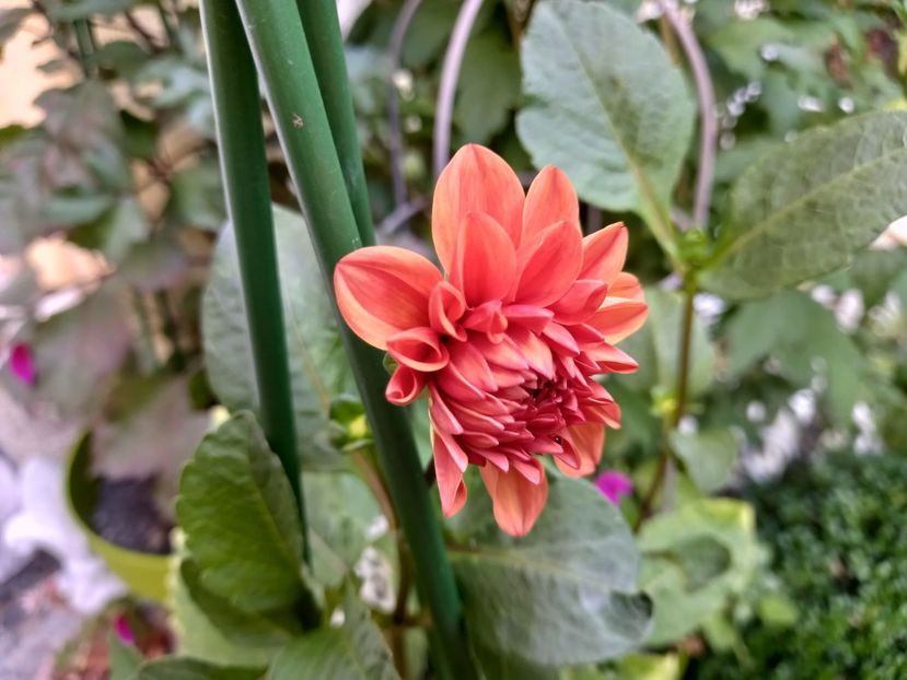  - Grădina 2022 continuare 3