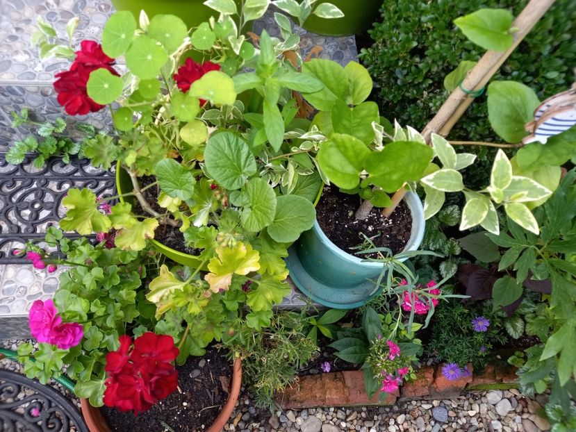  - Grădina 2022 continuare 3