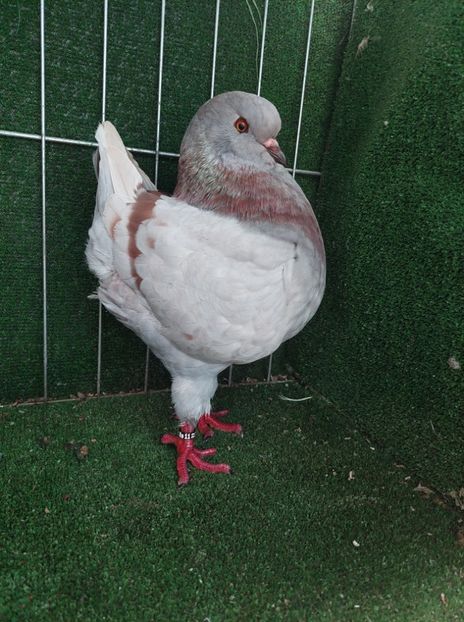 0-1 vanduta - King 2022