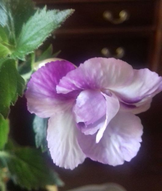 Queen of Lace - Achimenes varietati - drumul florilor