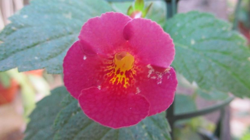 BriD's Spike Meyer - ACHIMENES 2022