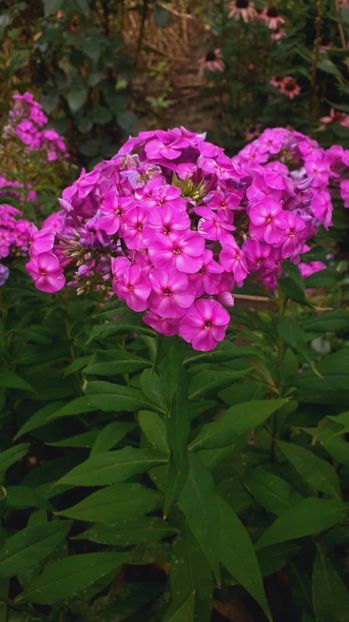  - Alte flori