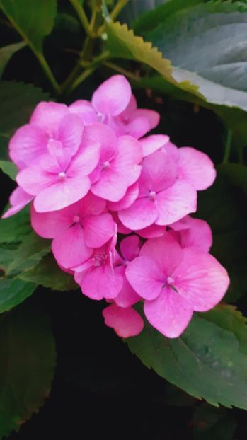  - Alte flori