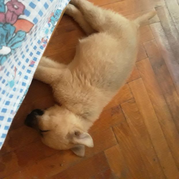  - Codiță-Cody -Coco