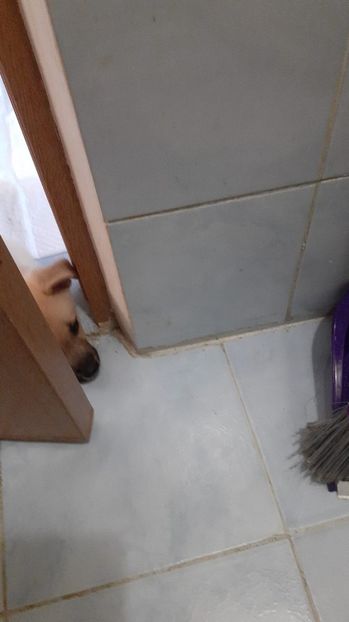 IMG-20220817-WA0009 - Codiță-Cody -Coco