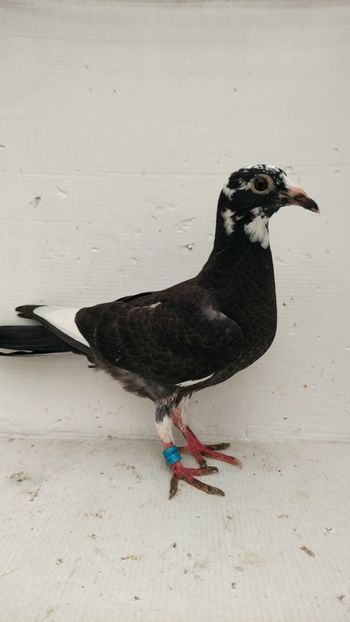  - De vânzare voiajori pui 2022