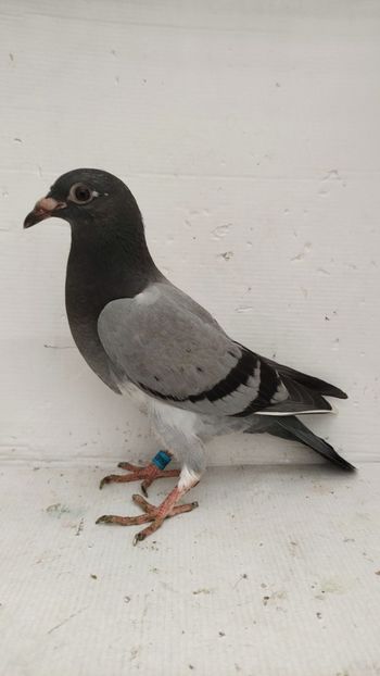  - De vânzare voiajori pui 2022