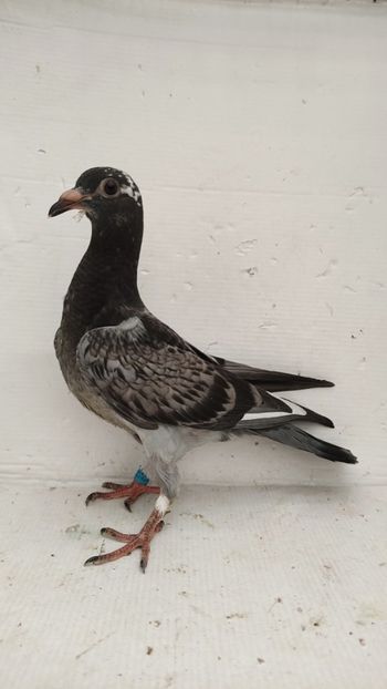  - De vânzare voiajori pui 2022