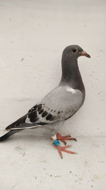 vandut 93buc - De vânzare voiajori pui 2022