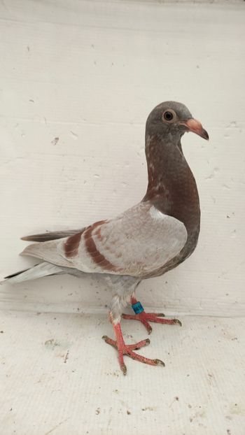 vandut - De vânzare voiajori pui 2022