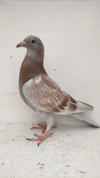 vandut 101buc - De vânzare voiajori pui 2022