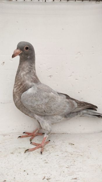  - De vânzare voiajori pui 2022